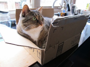 cat in book box