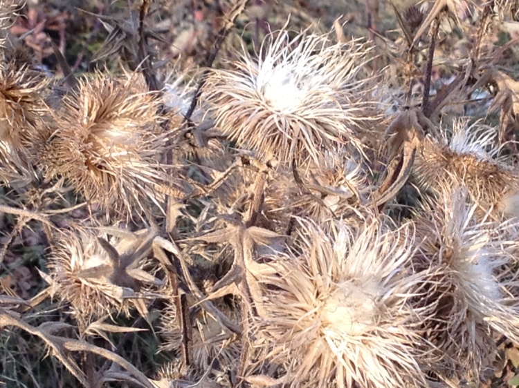 dried thistles