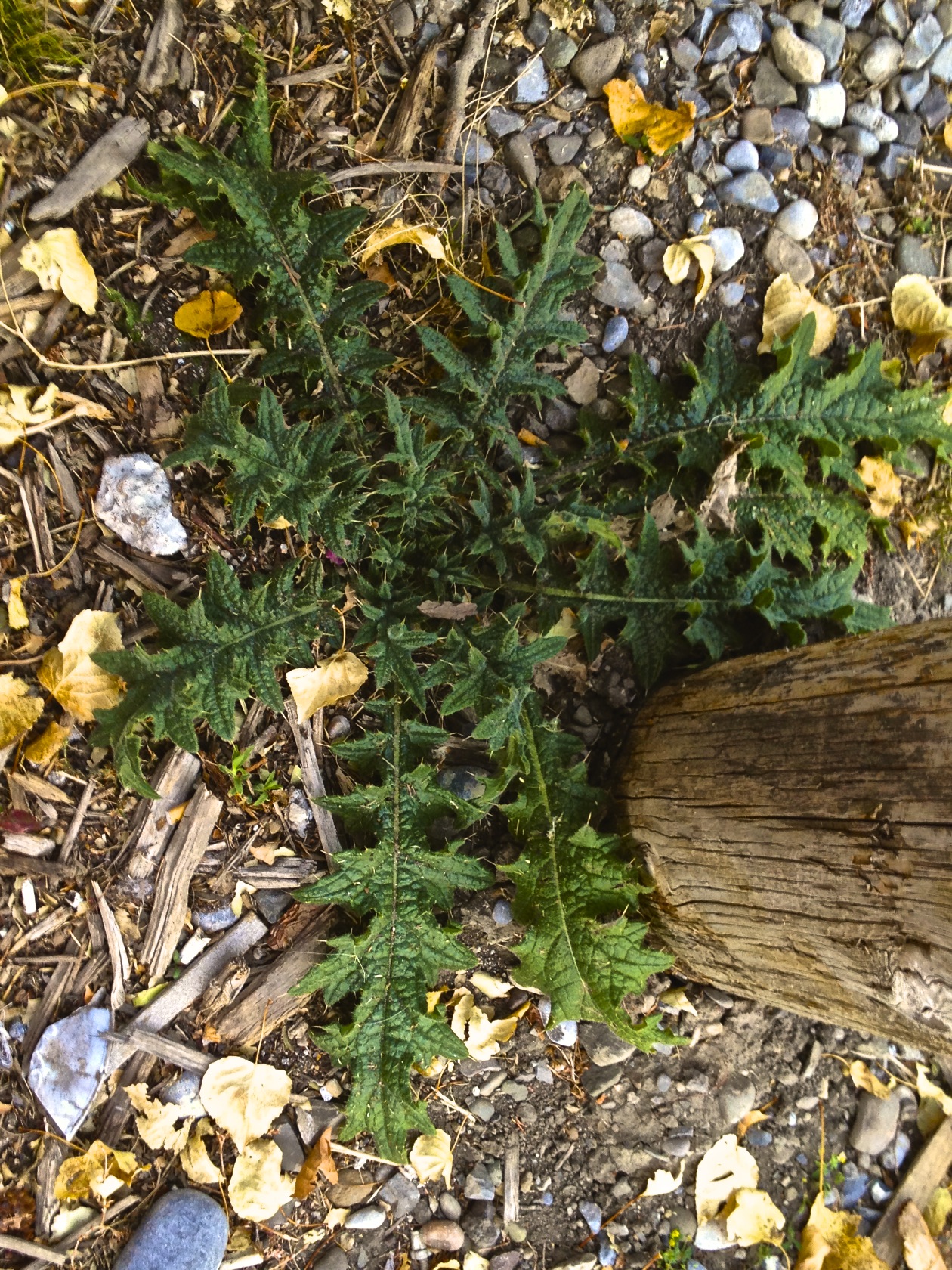 thistle plant