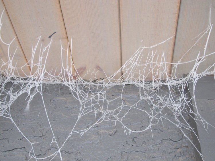 frosty cobwebs