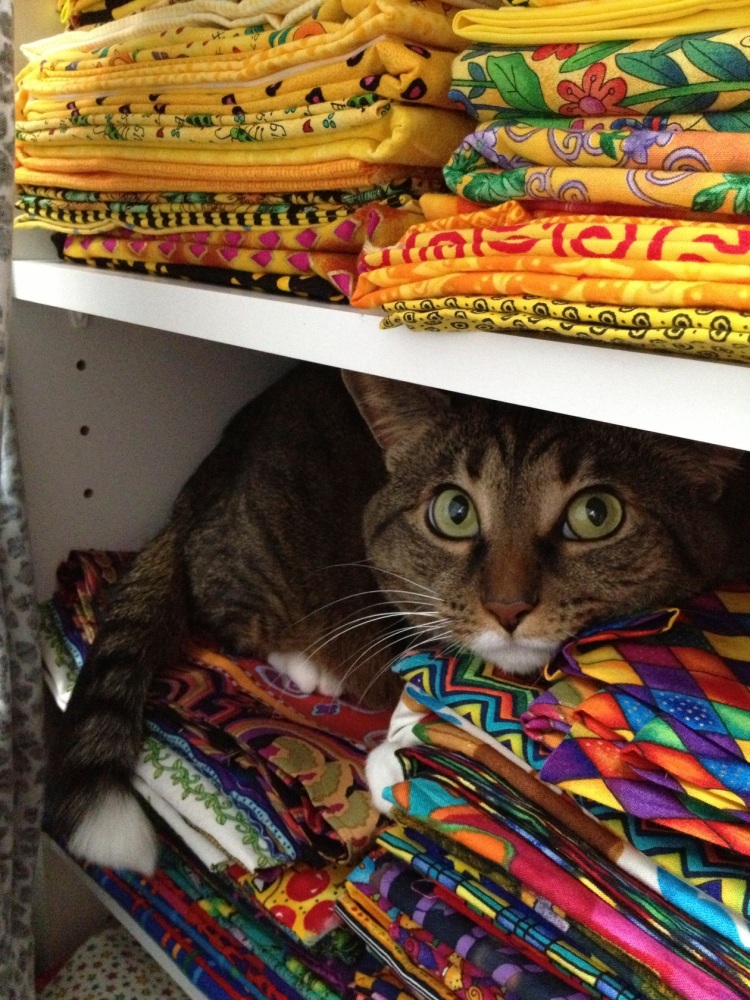 cat on fabric shelf